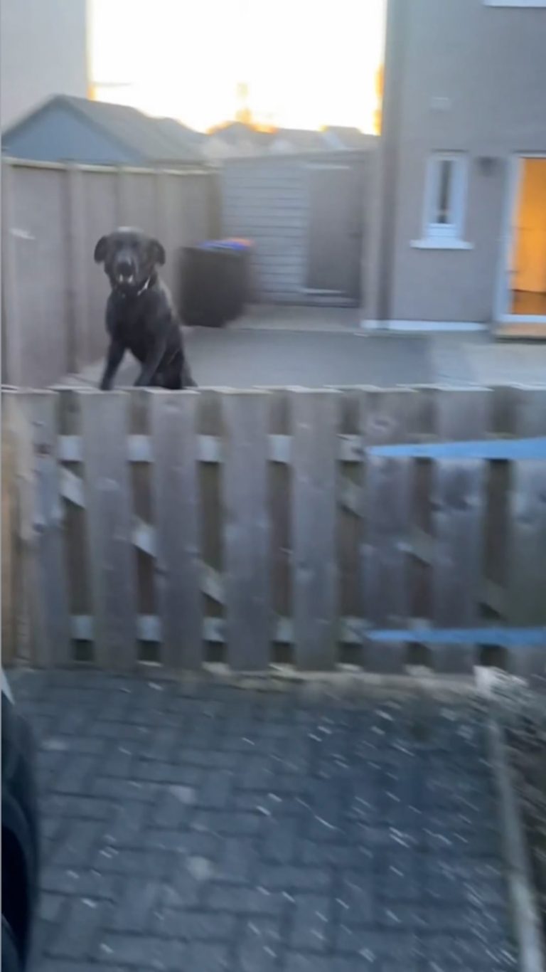 WATCH:  Dog leaps for joy seeing owner return home