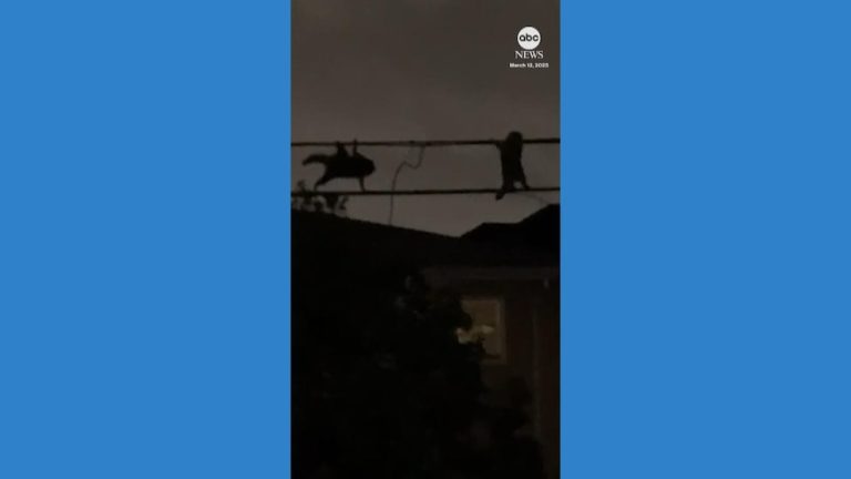 WATCH:  Raccoons on ‘top secret mission’ spotted shimmying across utility wires