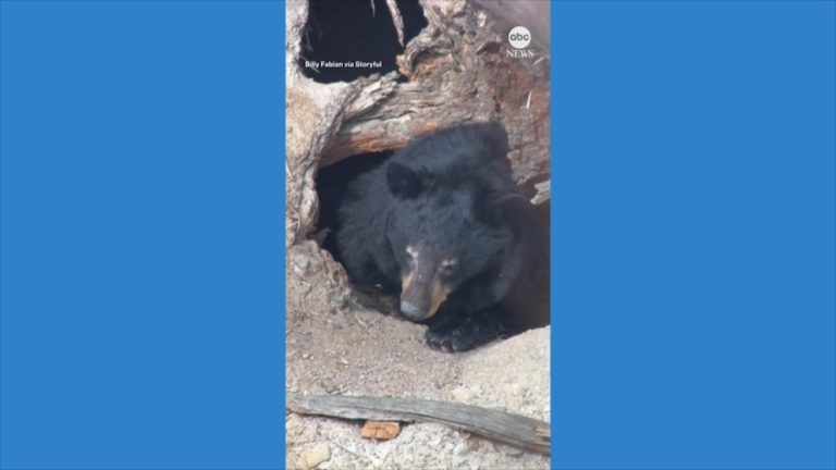 WATCH:  Black bear at Yellowstone emerges from hibernation