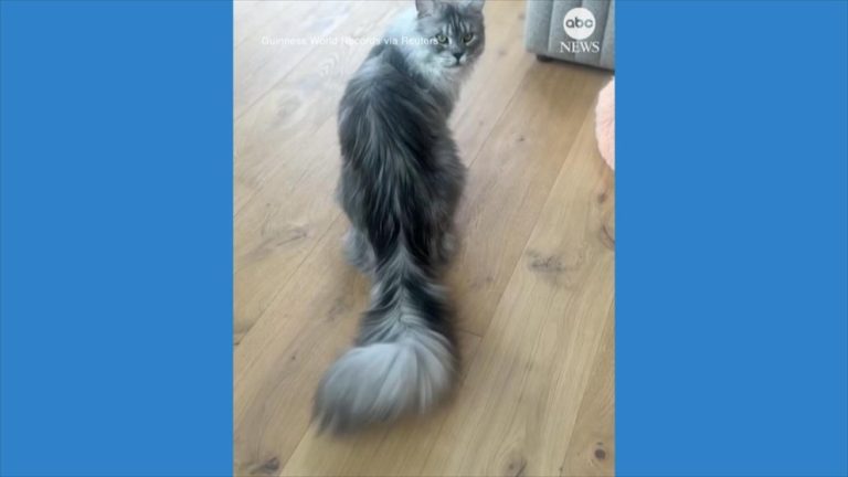 WATCH:  Cat sets new Guinness World Record for longest tail