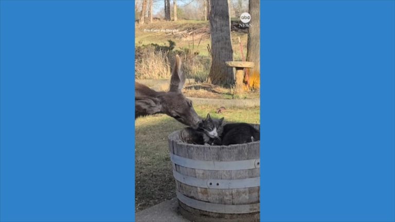 WATCH:  Deer grooms cat outside Washington home