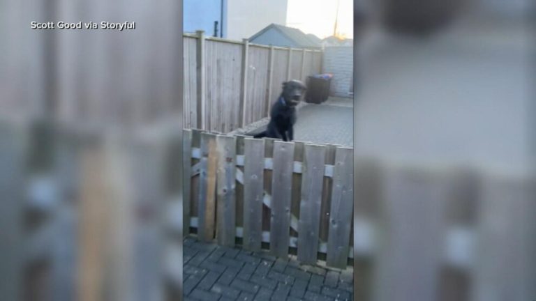 WATCH:  Dog loves to jump with joy