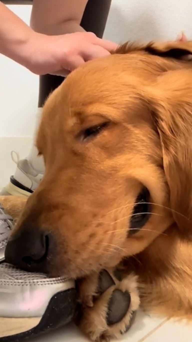 WATCH:  This dog truly enjoys getting his ear cleaned