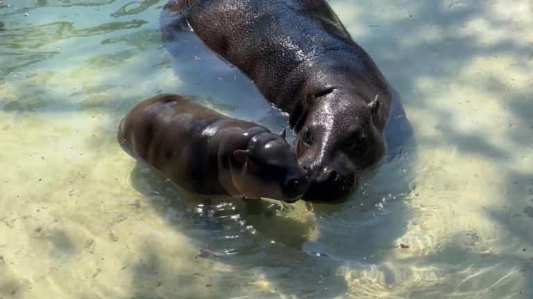 WATCH:  Baby pygmy hippo has big day out at Richmond Zoo