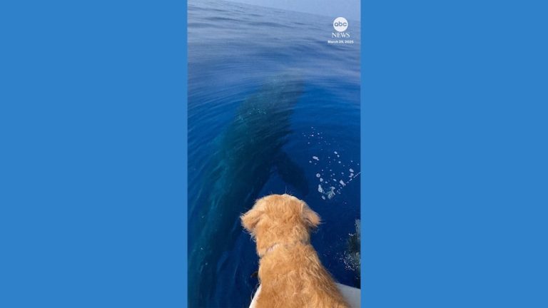 Video Golden retriever meets humpback whale off the coast of Hawaii