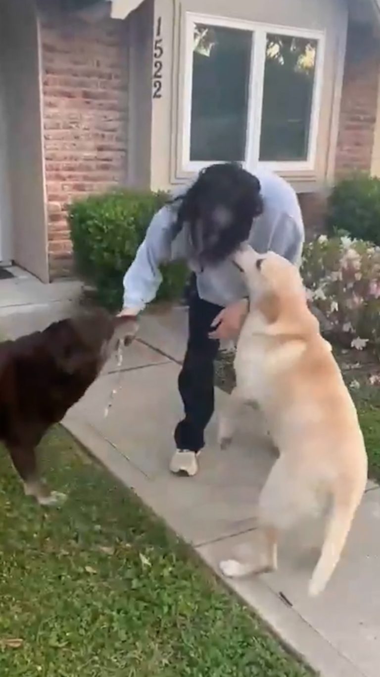Video Watch the adorable moment astronaut reunites with her dogs after 9 months in space