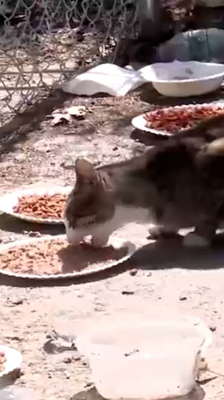 Video Veterinarians treat rescue cats injured in sanctuary fire