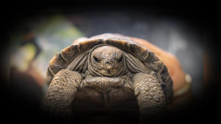 WATCH:  Galápagos tortoise at Philadelphia zoo becomes oldest first-time mother of species
