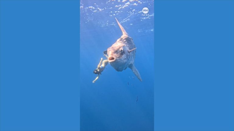 WATCH:  Diver has close encounter with huge sunfish