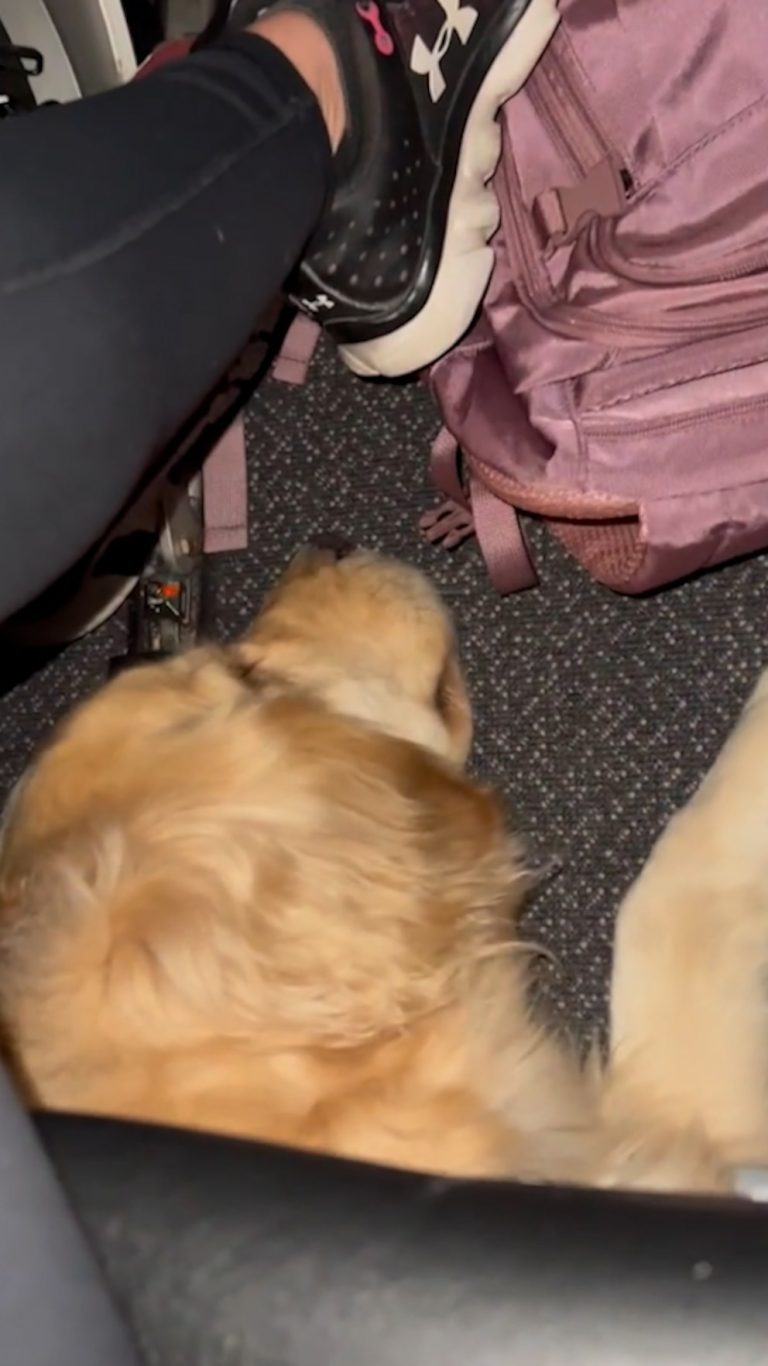 WATCH:  Sleepy service dogs rest beneath plane passengers' seats