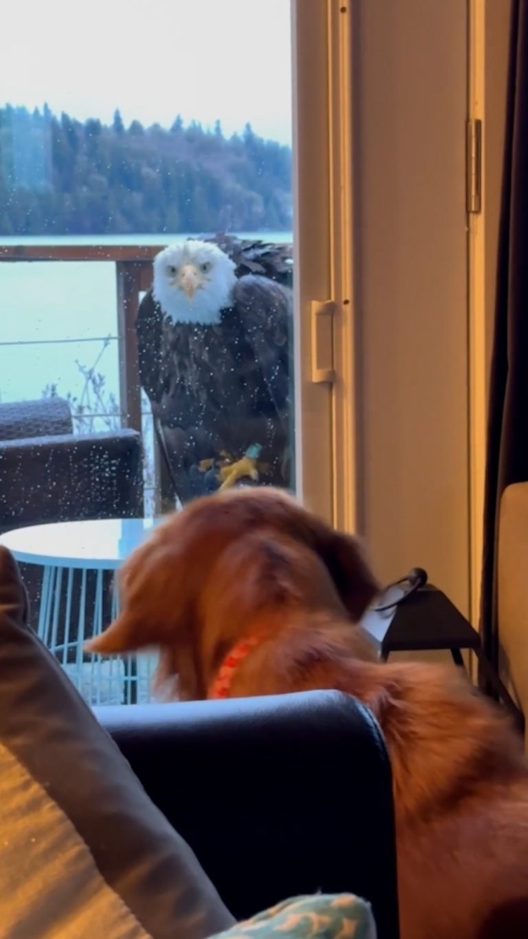 WATCH:  Bald eagle stares down dog as owners watch: 'Could she carry our dog away?'