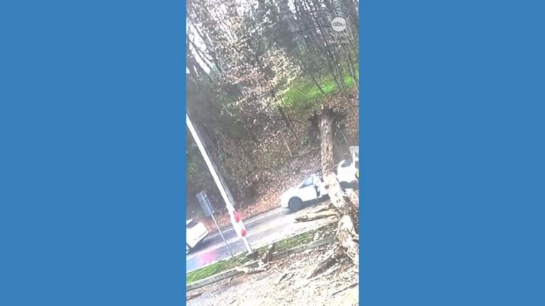 WATCH:  Driver walks away after huge tree falls on car in Pennsylvania