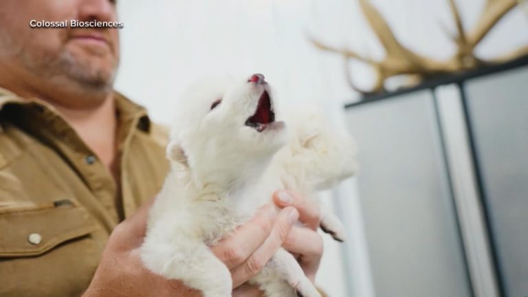 WATCH:  Exclusive look inside lab trying to revive extinct species