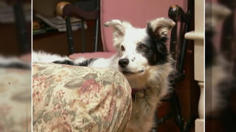 WATCH:  Meet the dog who knows more than 1,000 words