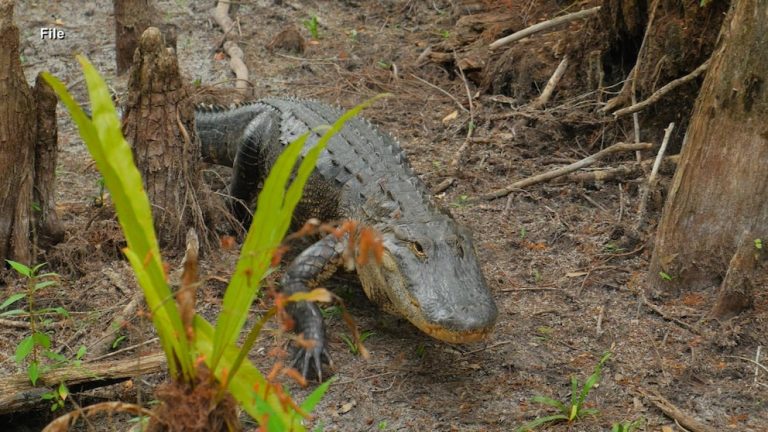 WATCH:  Quick-thinking wife saves husband from alligator attack in retirement community