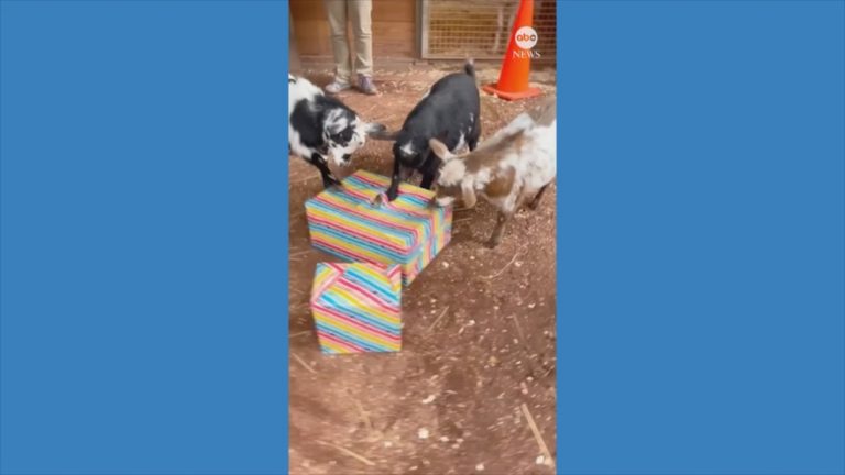WATCH:  First birthday celebration for dwarf goats
