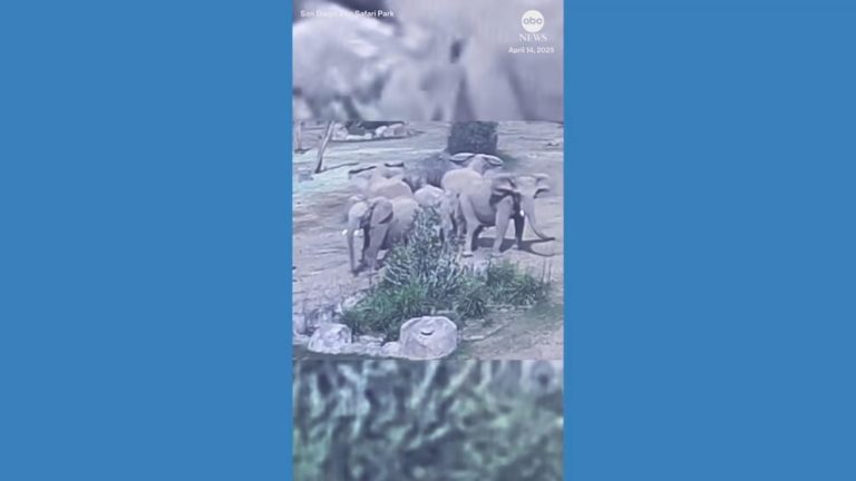 WATCH:  Elephants rush to protect their young during California earthquake