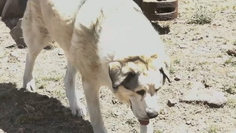 WATCH:  Dog helps save toddler lost in Arizona wilderness