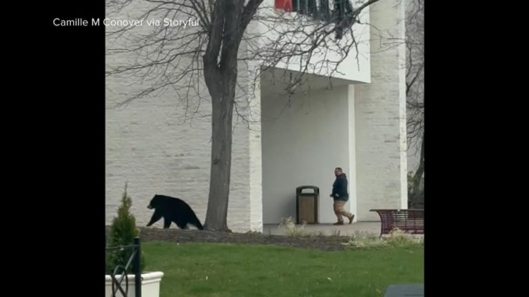WATCH:  Bear charges at shoppers outside Connecticut mall