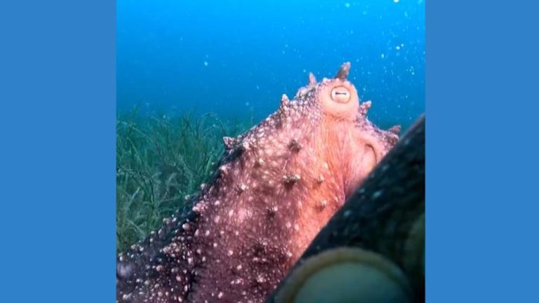 WATCH:  Octopus 'hugs' diver's camera during underwater encounter