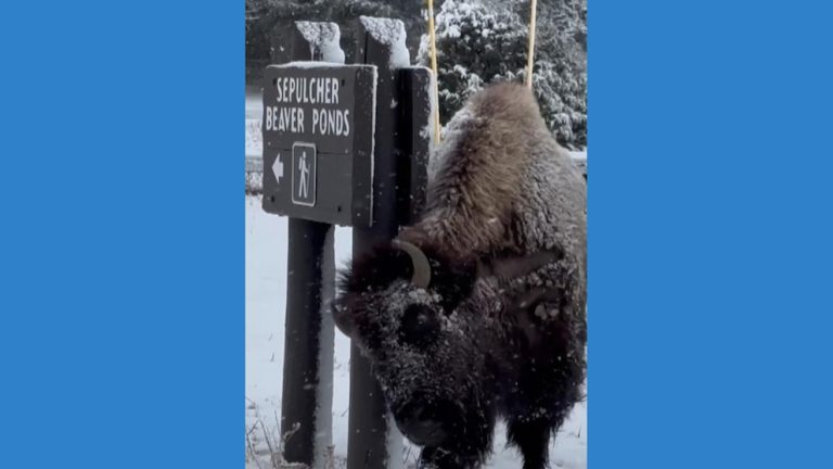 WATCH:  Bison scratches itch on signpost in Yellowstone