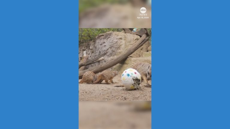 WATCH:  Meerkats enjoy Easter egg hunt at German zoo