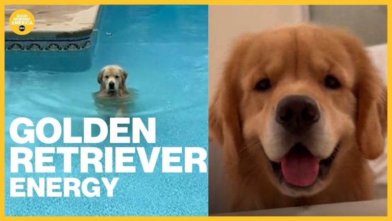 WATCH:  Golden retriever energy, but the energy keeps increasing