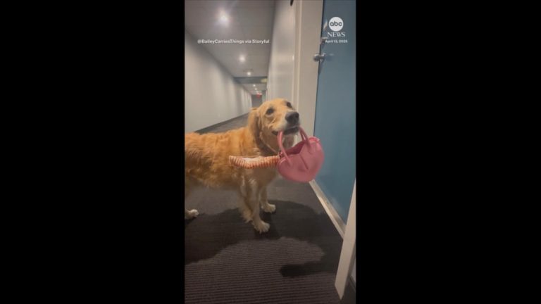 WATCH:  Adorable golden retriever carries big bone in tiny purse