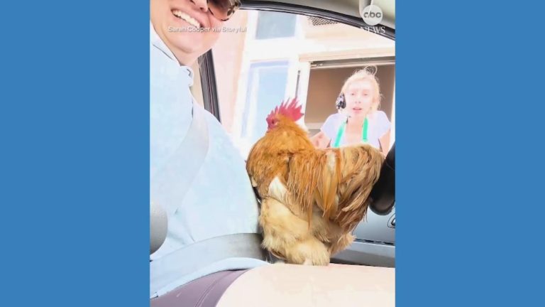 WATCH:  Starbucks customer orders ‘cluck cup’ for pet rooster