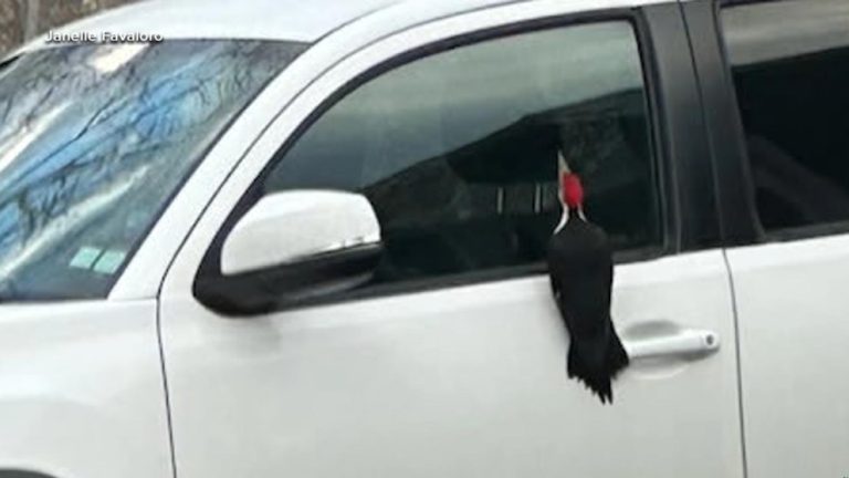 WATCH:  Woodpecker wreaks havoc in Massachusetts neighborhood