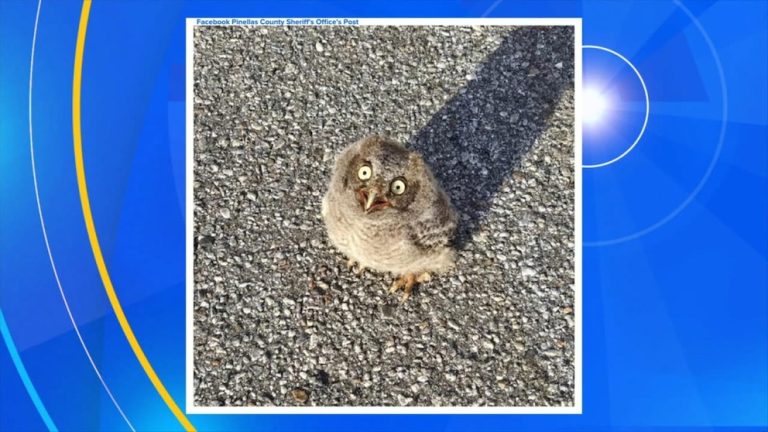 Video Police detective rescues baby owl from oncoming traffic