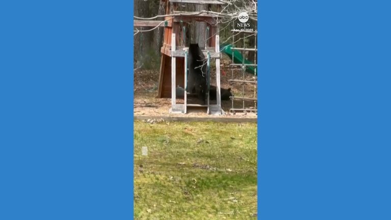 WATCH:  Bear spotted playing on family's backyard slide