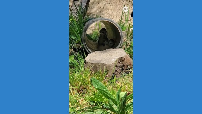 WATCH:  Meerkat siblings wrestle at zoo