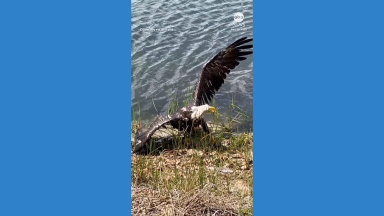 Video Florida man dives into lake to rescue injured bald eagle