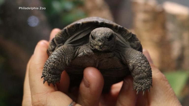 Video Philadelphia Zoo names baby tortoises after ‘Golden Girls’ characters