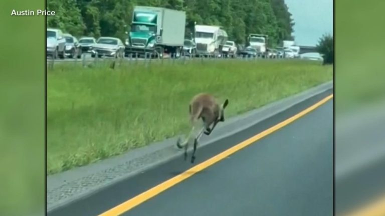 Video Runaway kangaroo causes car crash, shuts down Alabama highway