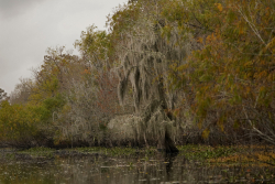 A Bad Business on the Bayou