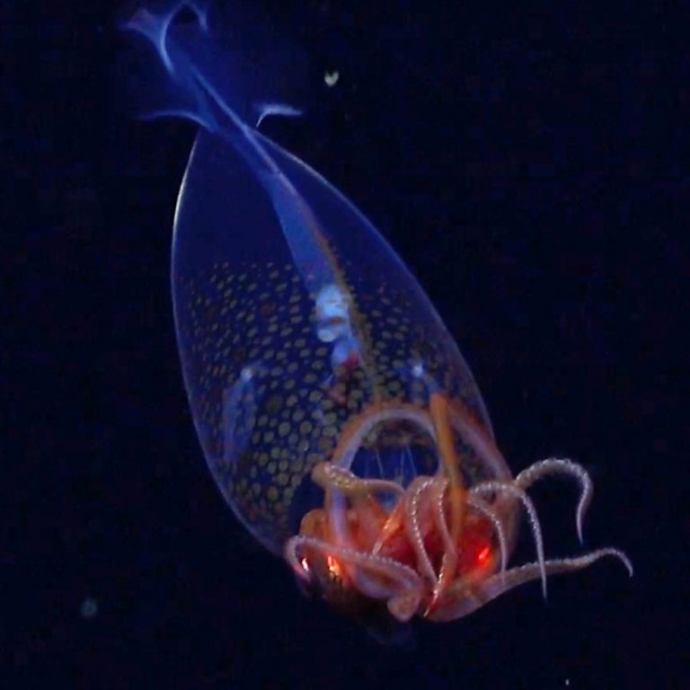 WATCH:  Footage of colossal squid captured on camera for the first time, scientists say