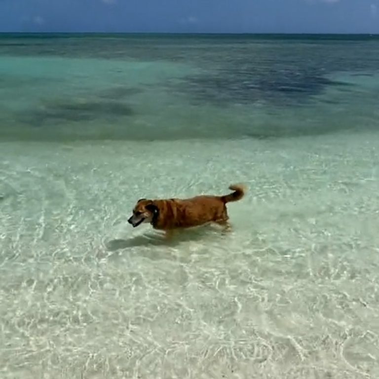 WATCH:  Meet the blind, deaf dog who acts as a 'host' for this Turks and Caicos Airbnb