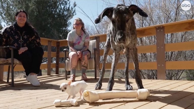 WATCH:  World's tallest dog meets world's shortest dog