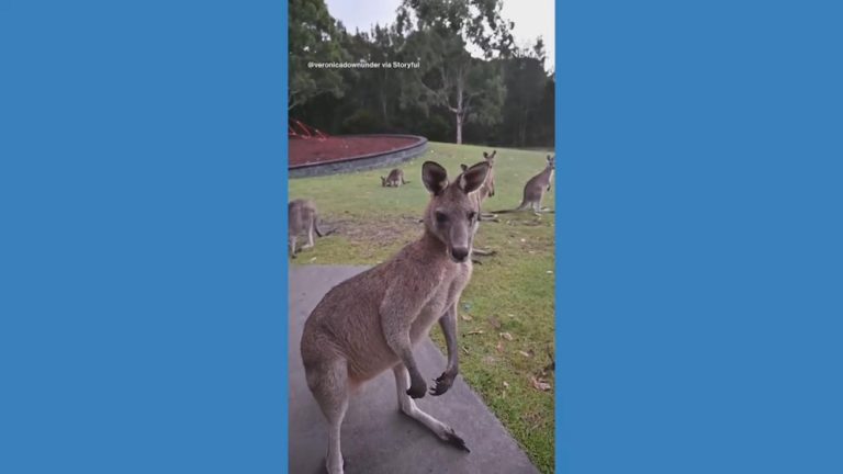 WATCH:  Woman in Australia hangs out with mob of kangaroos