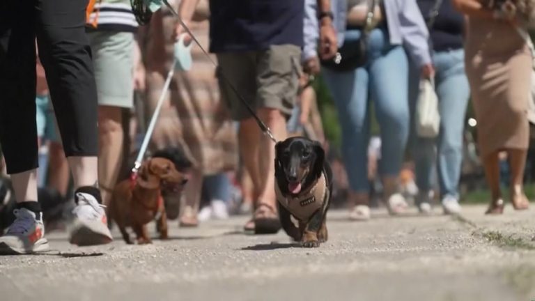WATCH:  500 dachshunds try to set world record