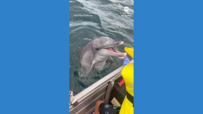 WATCH:  Boy has encounter with 'friendly' dolphin