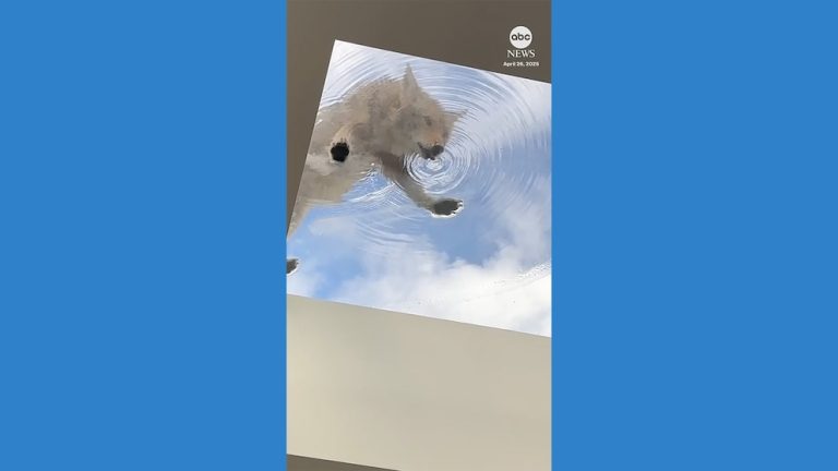 WATCH:  Coyote drinks water from skylight window on top of Los Angeles hair salon