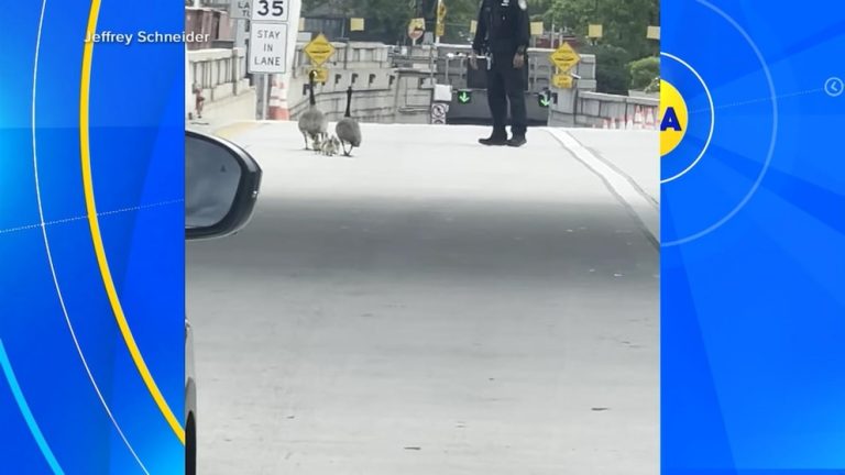 WATCH:  Officer helps family of geese safely across busy street
