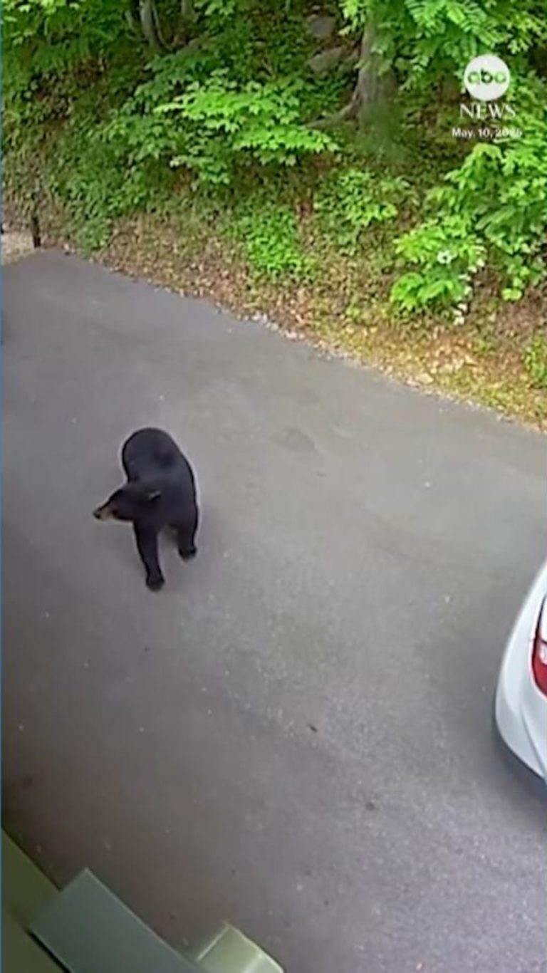 WATCH:  Animals react as earthquake rattles Tennessee
