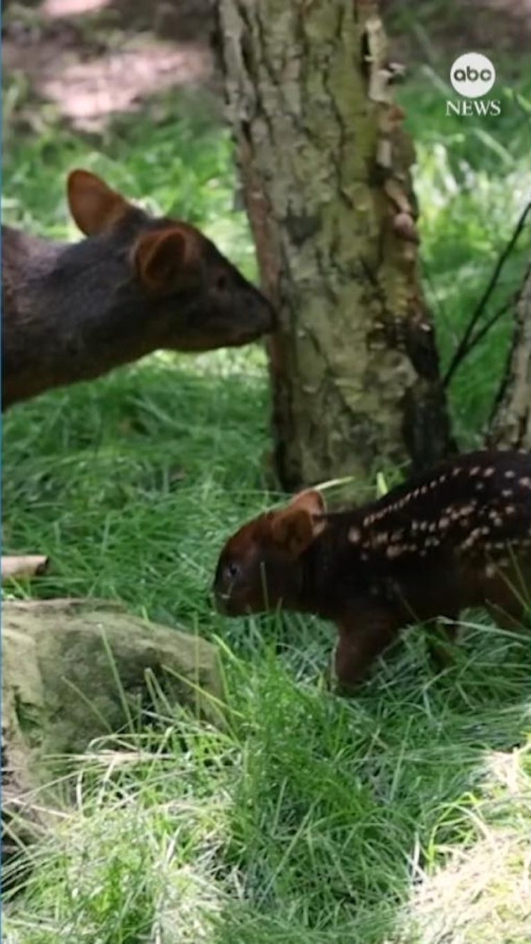 WATCH:  Nashville Zoo announces birth of tiny southern pudu