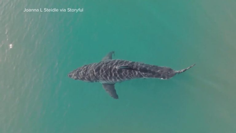 WATCH:  New drone video shows a great white shark spotted off Montauk, NY