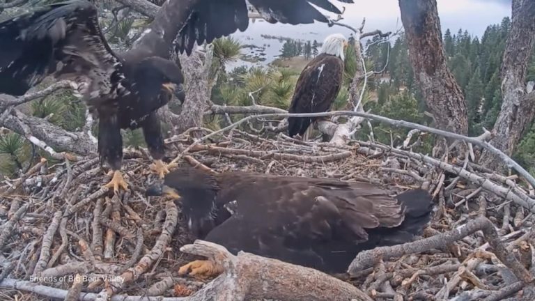 WATCH:  Famed Big Bear eaglets prepare to leave their nest
