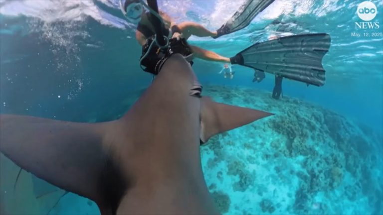 WATCH:  Diver's heart-stopping moment as shark attacks camera